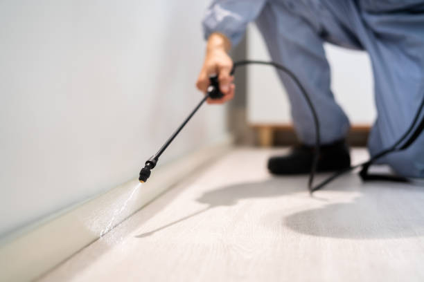 Certified termite inspector examining foundation in Kent City