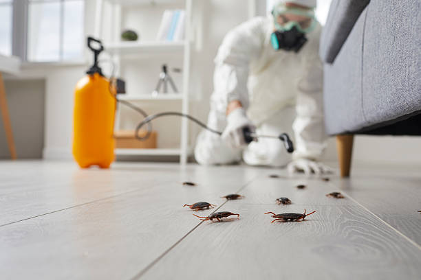 Commercial Rodent Management in Kent City